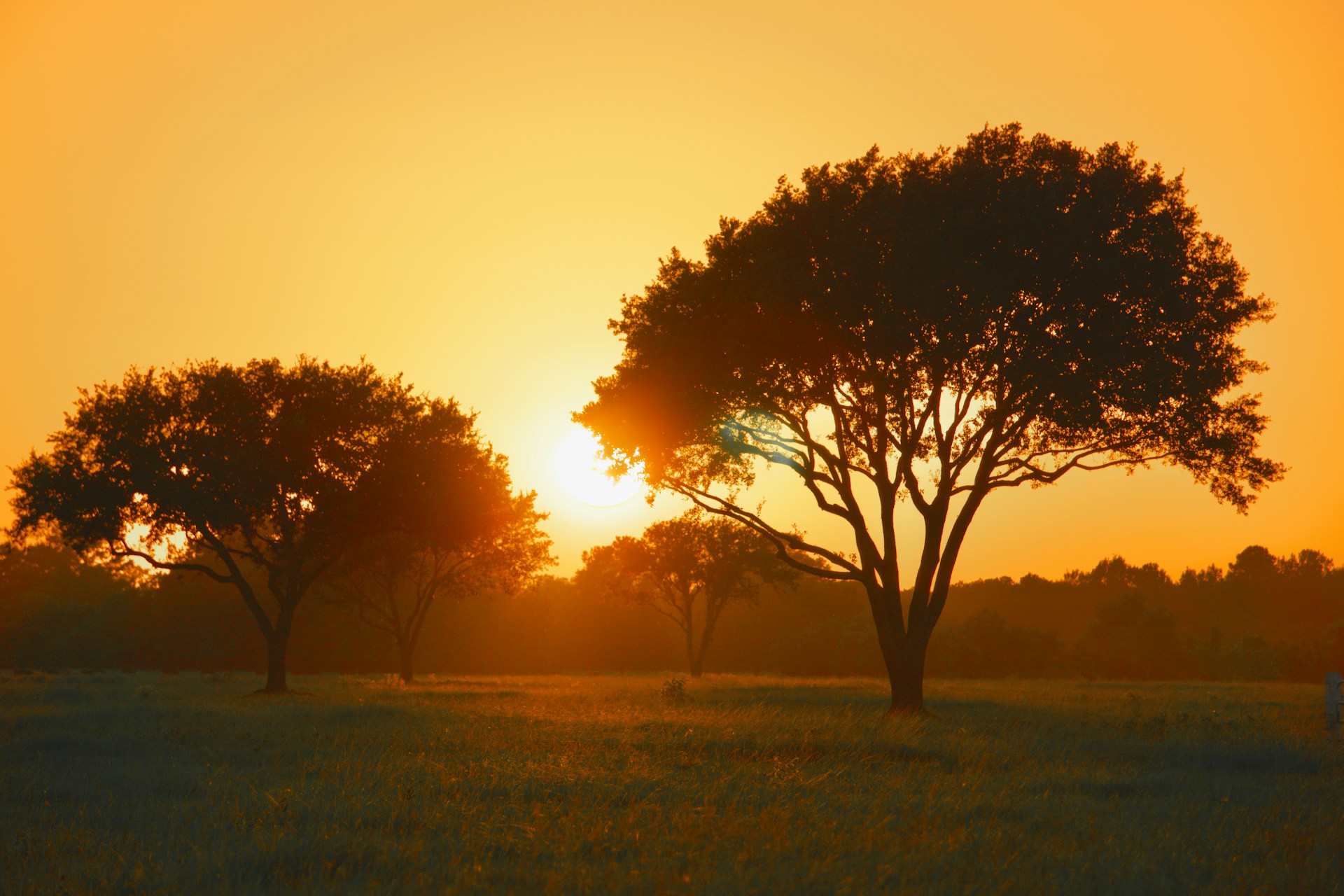 Sunset view of field with trees.