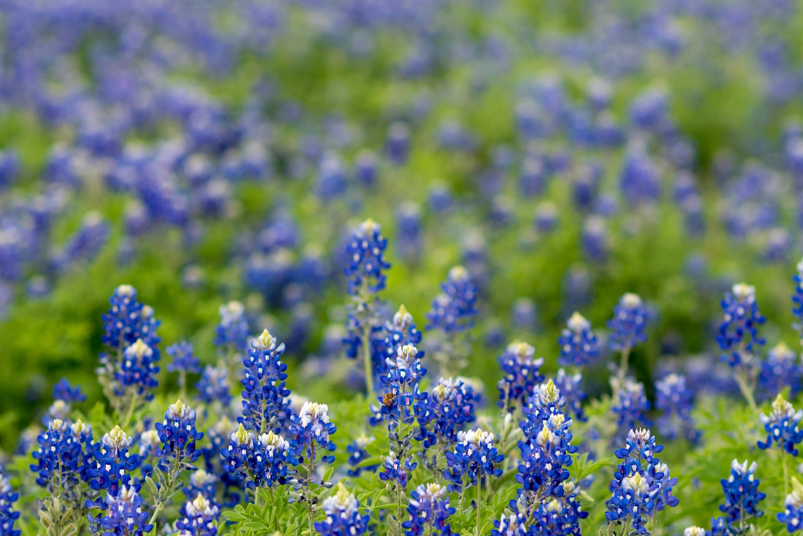 Field of Blue Bonnets